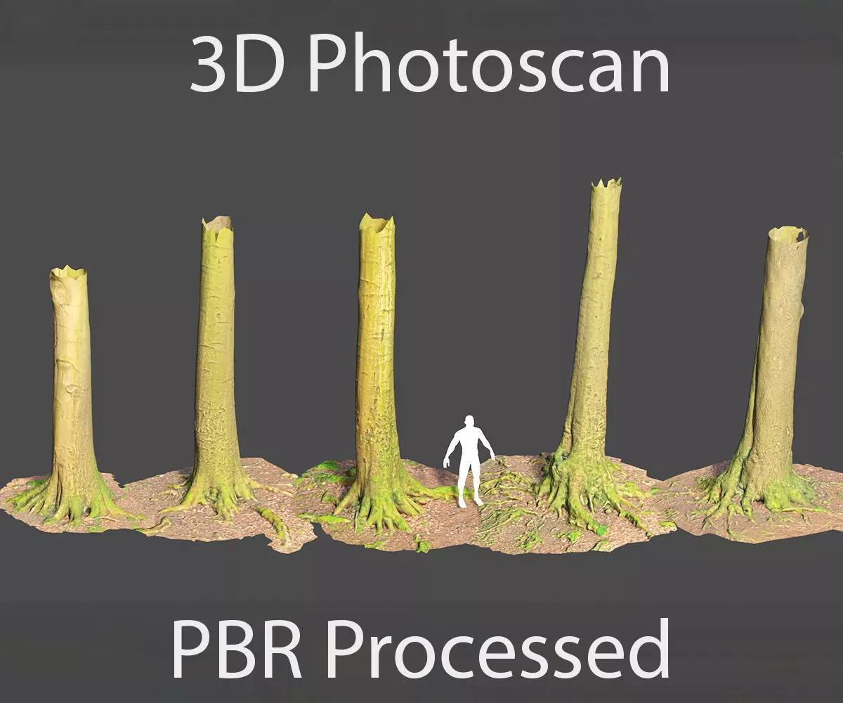 PBR Beech Tree Dead Trunk Collection Realistic Scan Low-poly 3D model_0