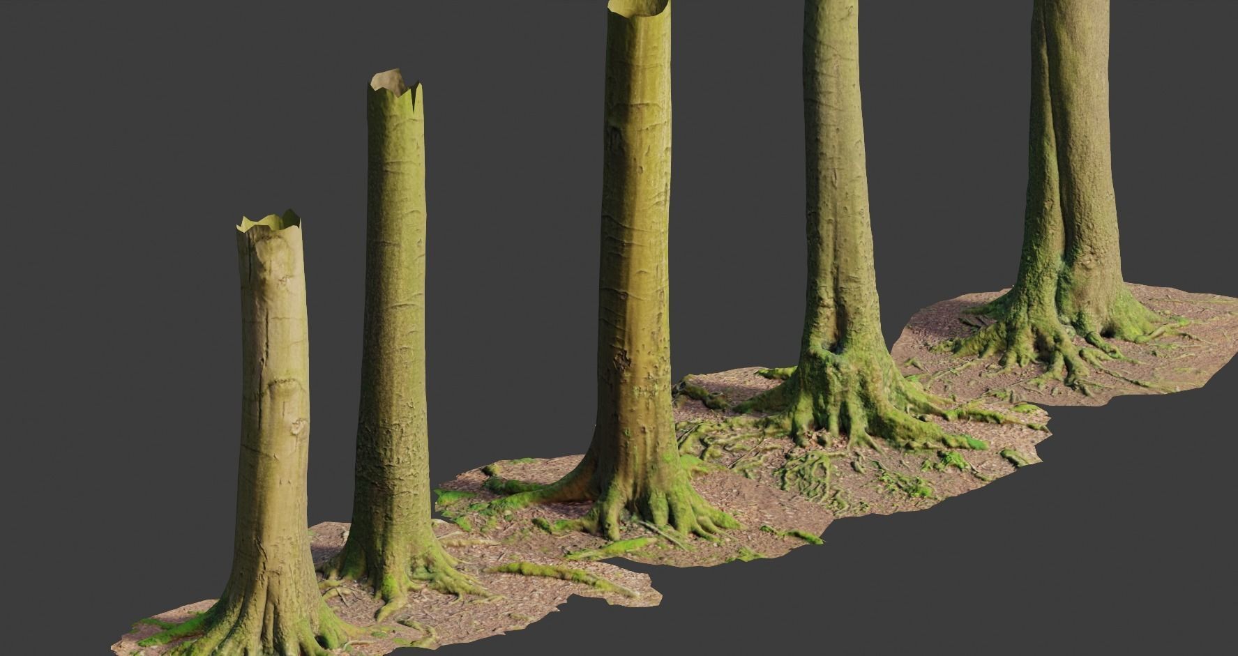 PBR Beech Tree Dead Trunk Collection Realistic Scan Low-poly 3D model_4