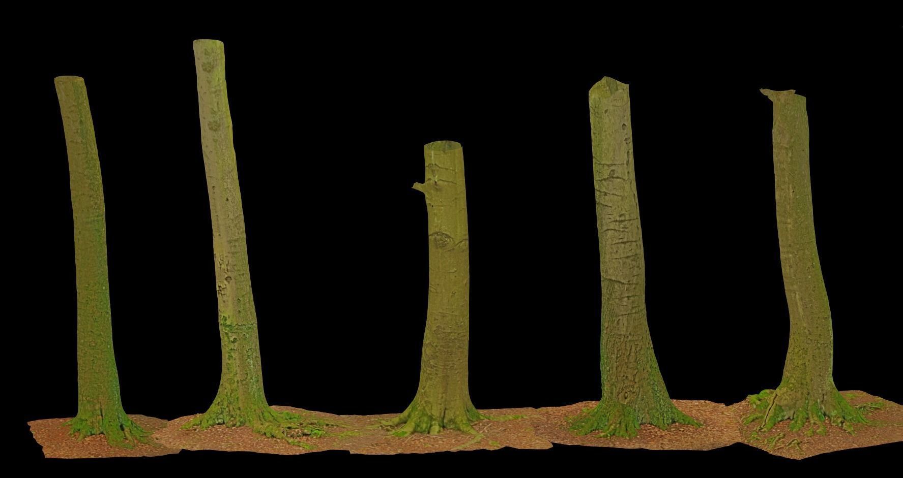 PBR 8x Beech Tree Trunk Real Scan Roots Collection Low-poly 3D model_8
