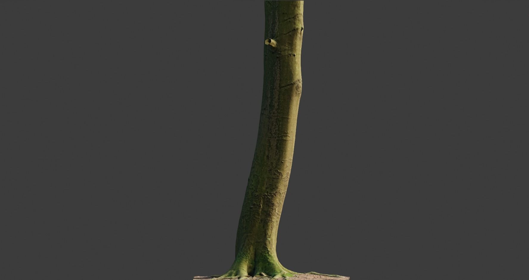 PBR 8x Beech Tree Trunk Real Scan Roots Collection Low-poly 3D model_11