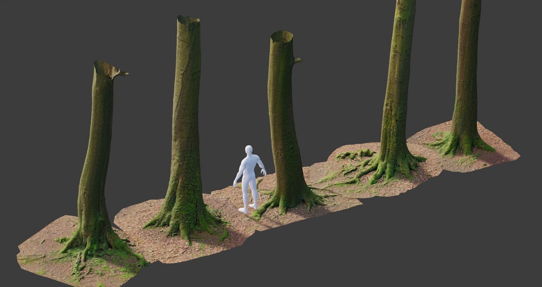 PBR 8x Beech Tree Trunk Real Scan Roots Collection Low-poly 3D model_3