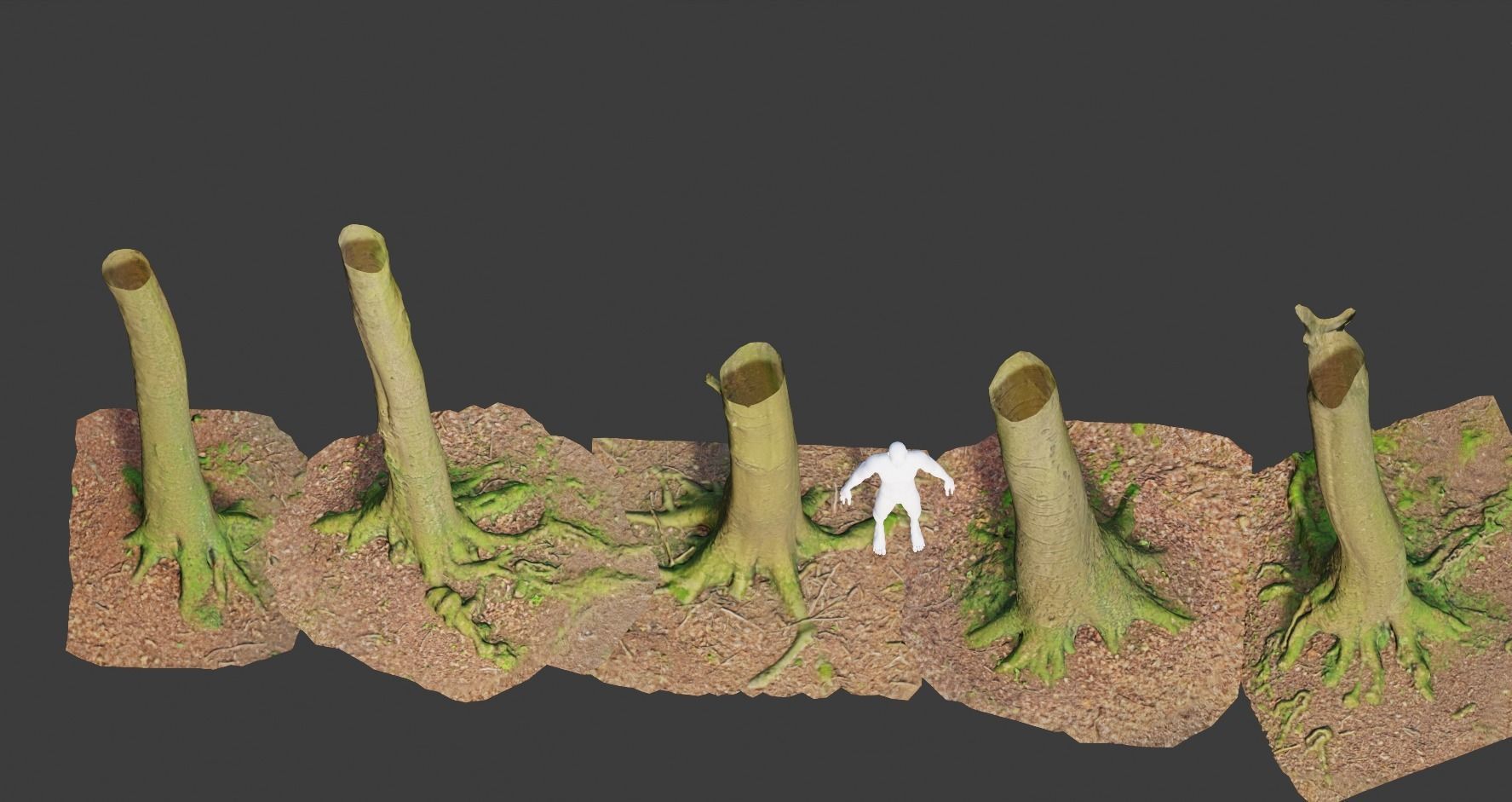 PBR 8x Beech Tree Trunk Real Scan Roots Collection Low-poly 3D model_5