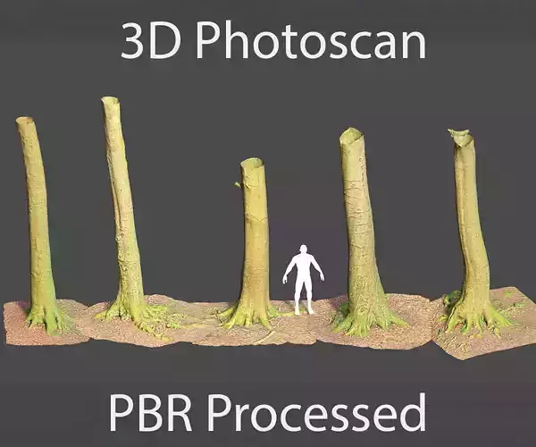 PBR 8x Beech Tree Trunk Real Scan Roots Collection