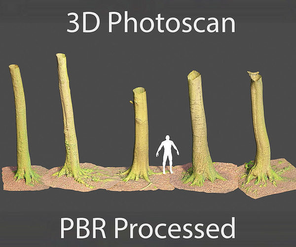 PBR 8x Beech Tree Trunk Real Scan Roots Collection Low-poly 3D model