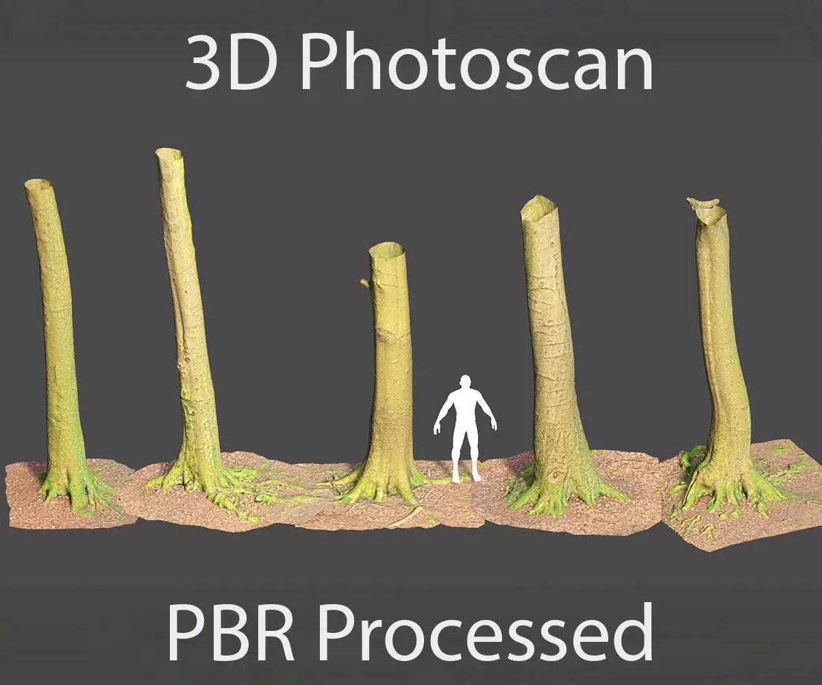 PBR 8x Beech Tree Trunk Real Scan Roots Collection Low-poly 3D model_0