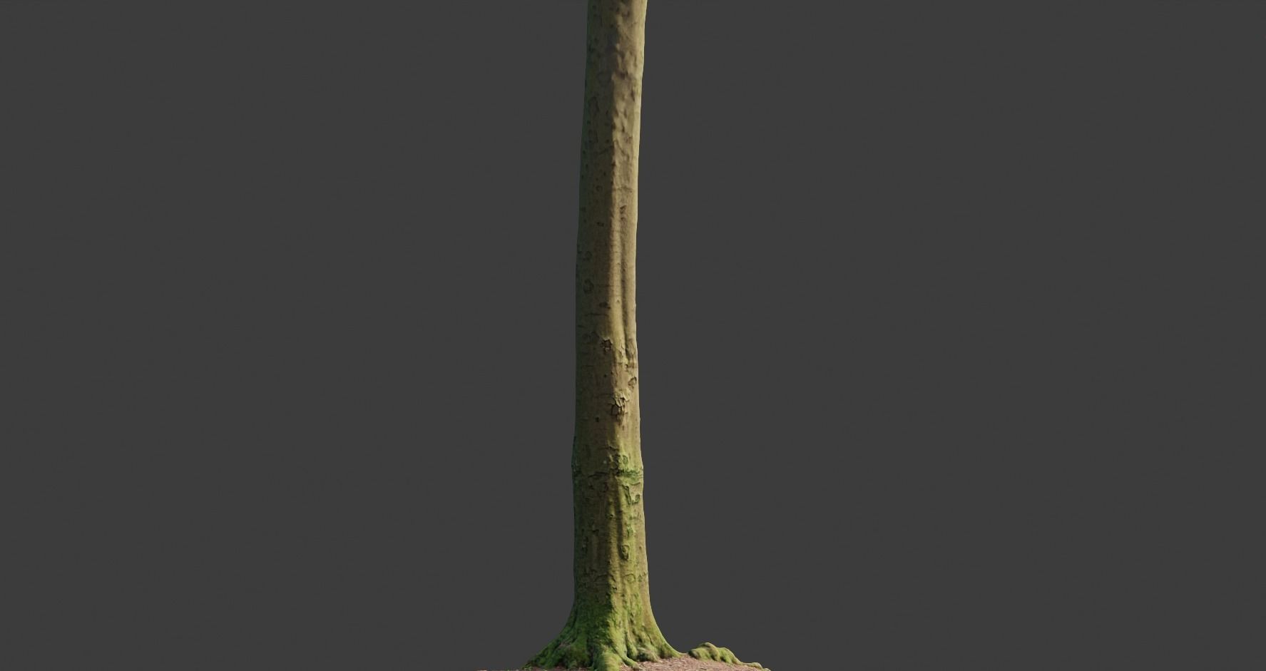 PBR 8x Beech Tree Trunk Real Scan Roots Collection Low-poly 3D model_10