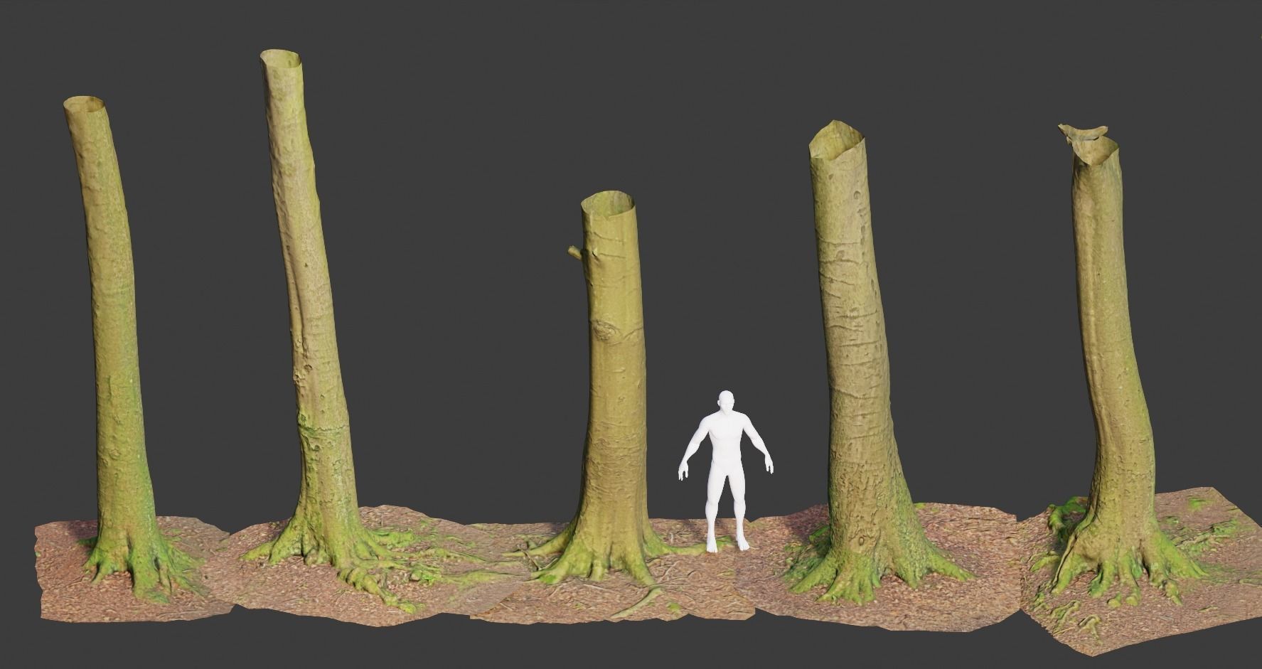 PBR 8x Beech Tree Trunk Real Scan Roots Collection Low-poly 3D model_1