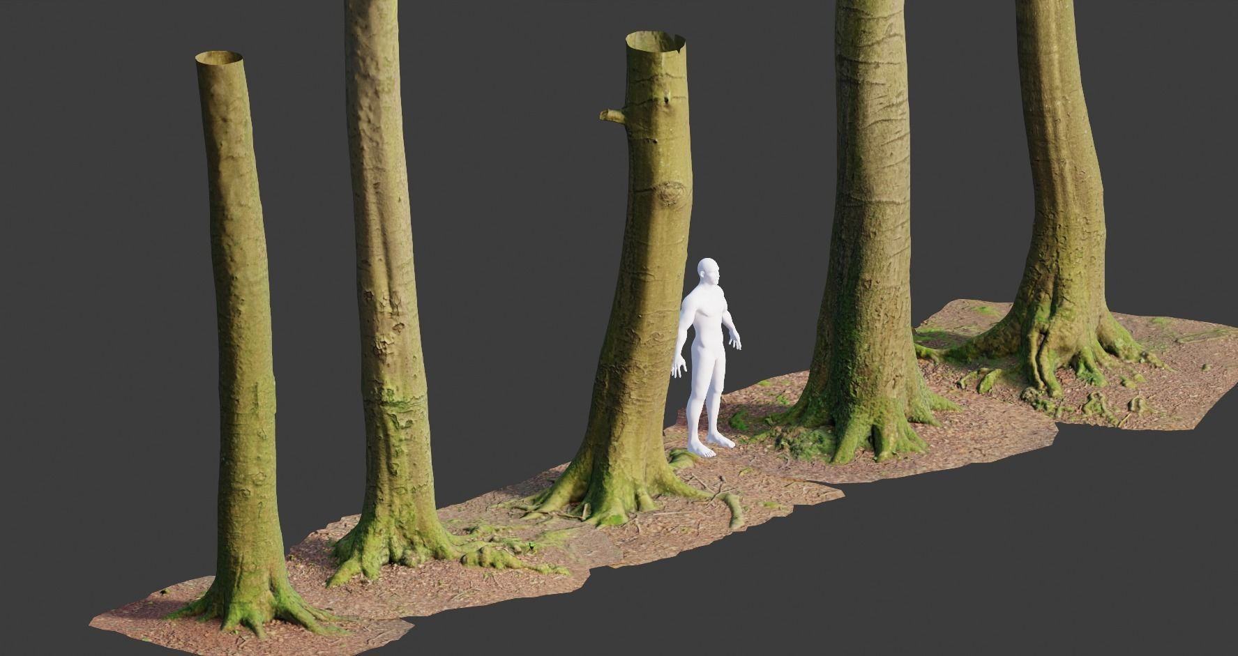 PBR 8x Beech Tree Trunk Real Scan Roots Collection Low-poly 3D model_2
