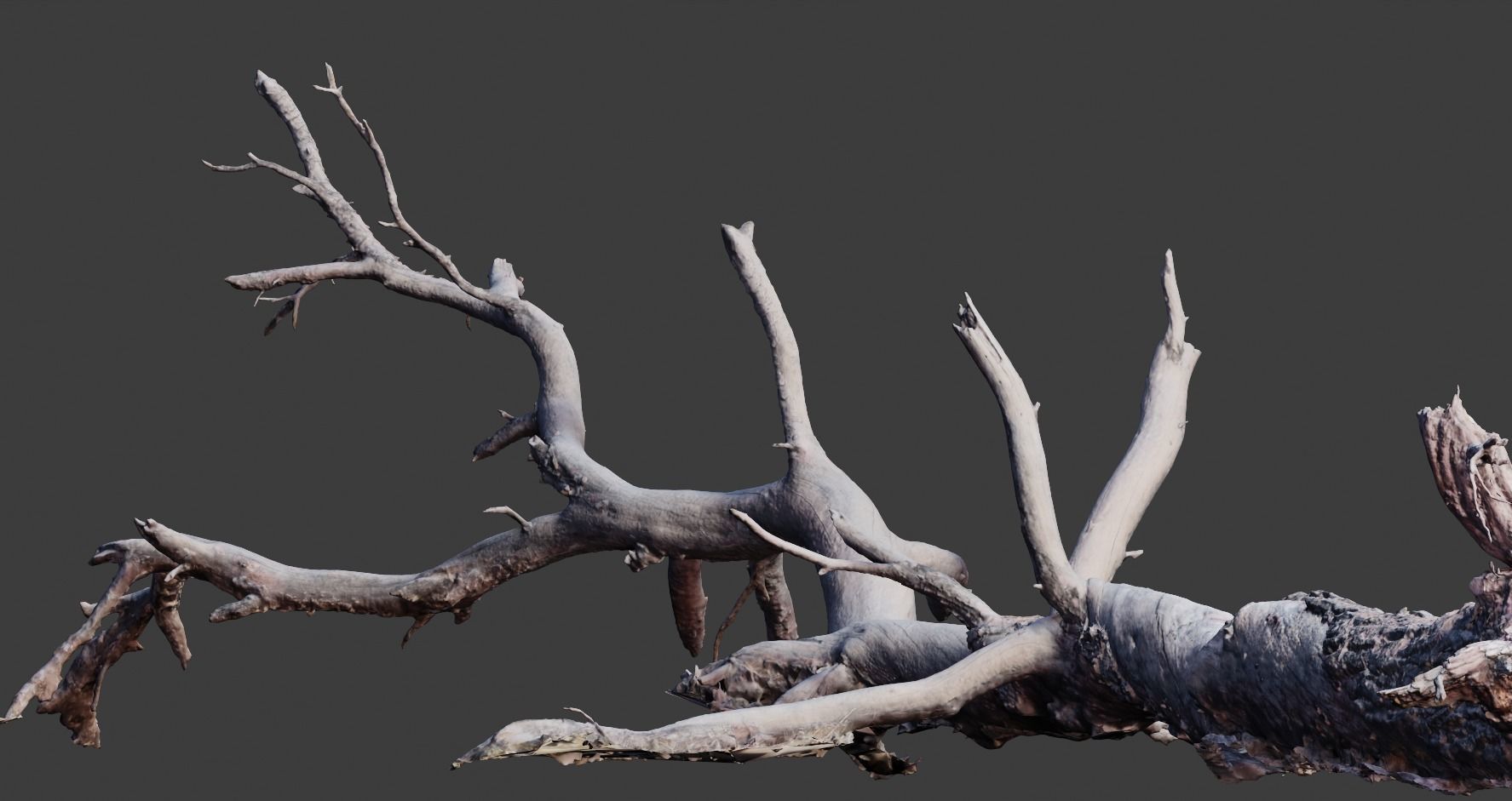 PBR 8K Pine Tree Fallen Dead Scan Big 3D model_8