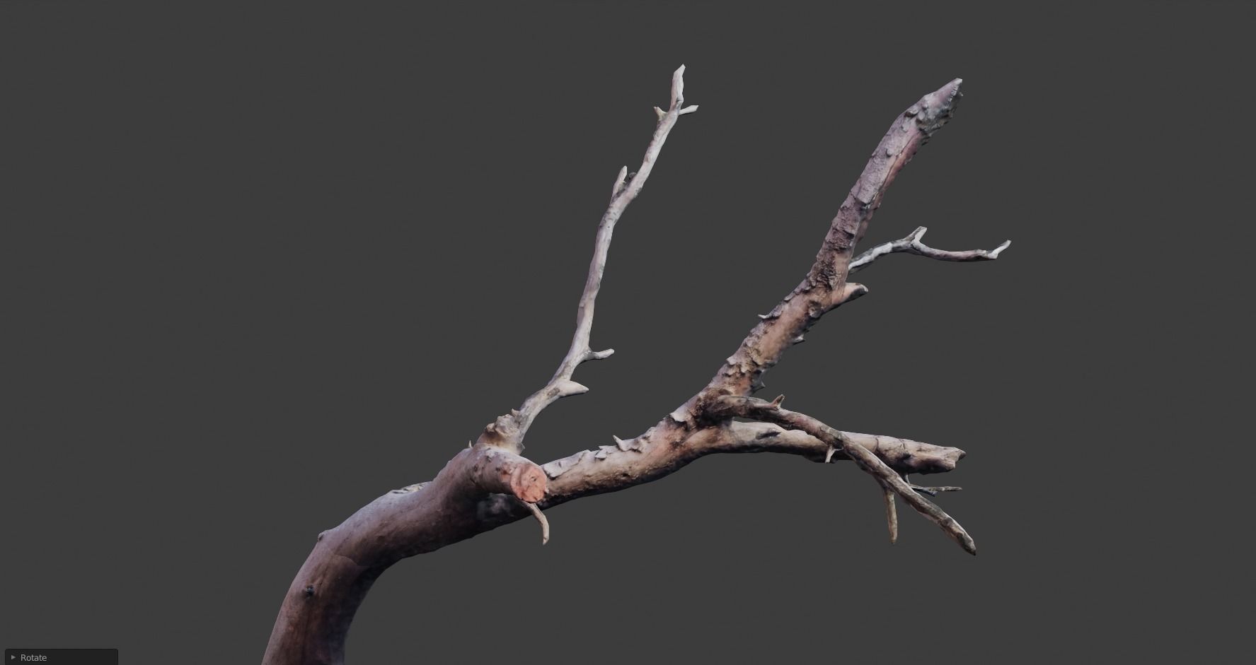 PBR 8K Pine Tree Fallen Dead Scan Big 3D model_11