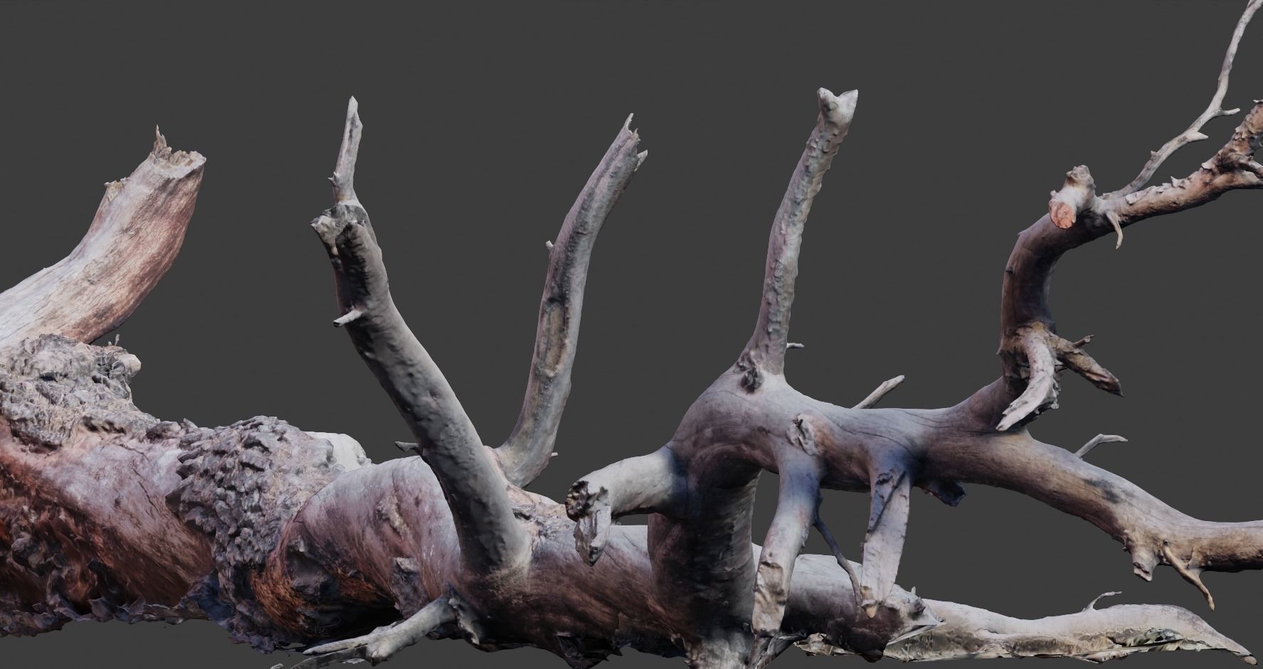 PBR 8K Pine Tree Fallen Dead Scan Big 3D model_12