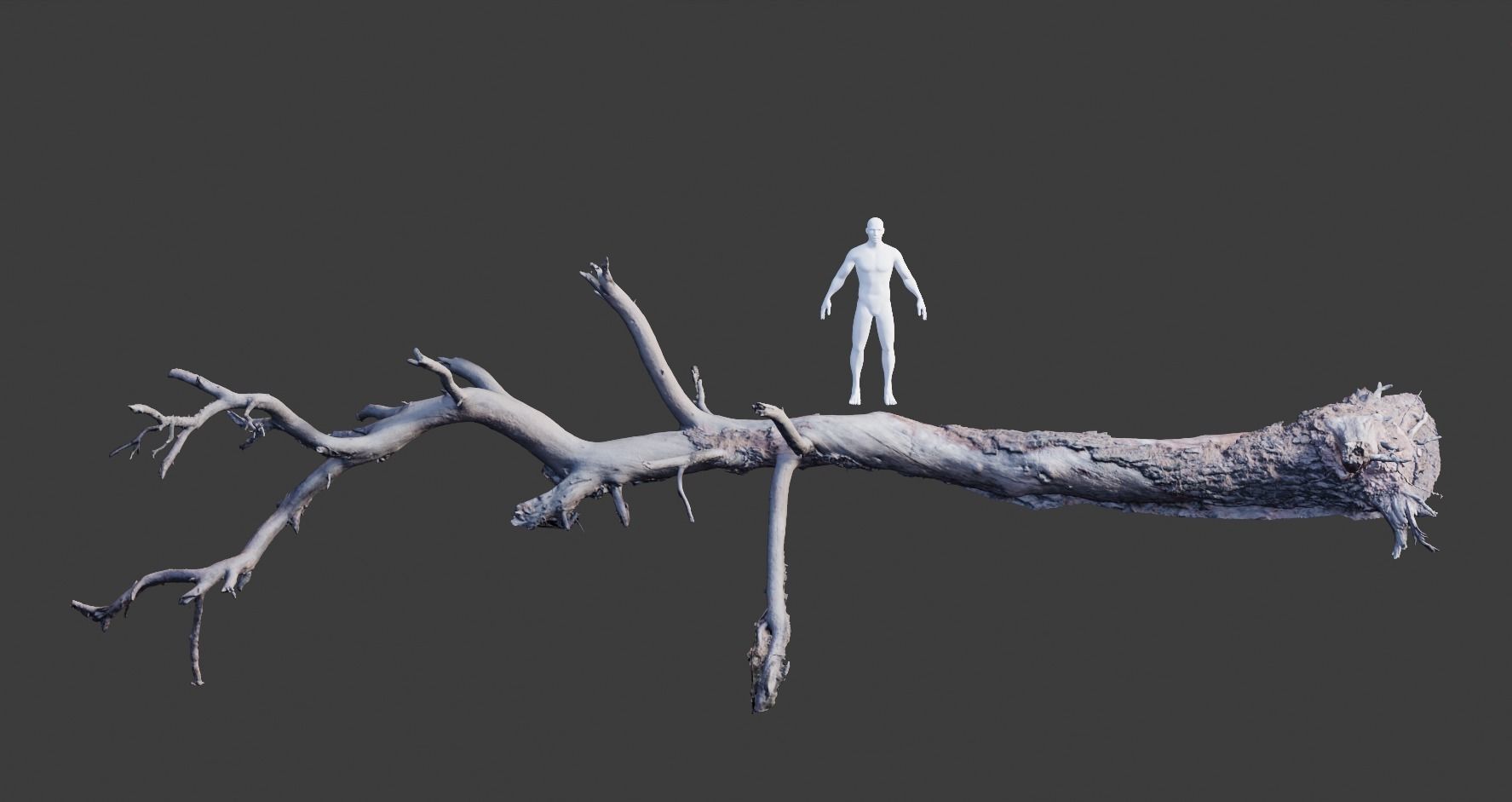 PBR 8K Pine Tree Fallen Dead Scan Big 3D model_13