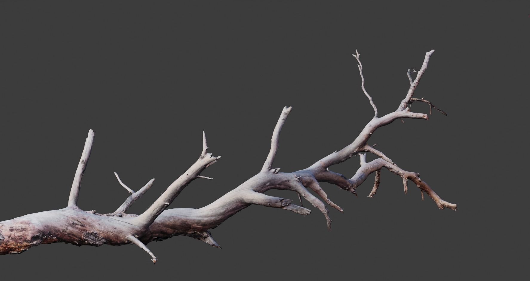 PBR 8K Pine Tree Fallen Dead Scan Big 3D model_6