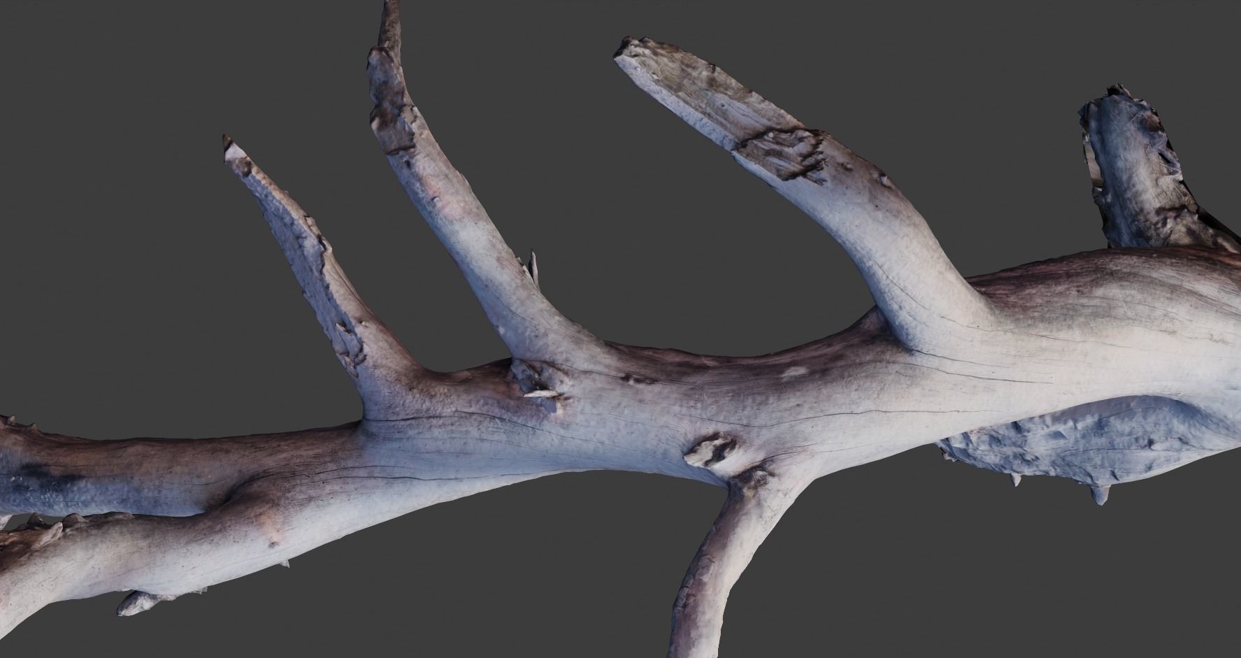 PBR 8K Pine Tree Fallen Dead Scan Big 3D model_10