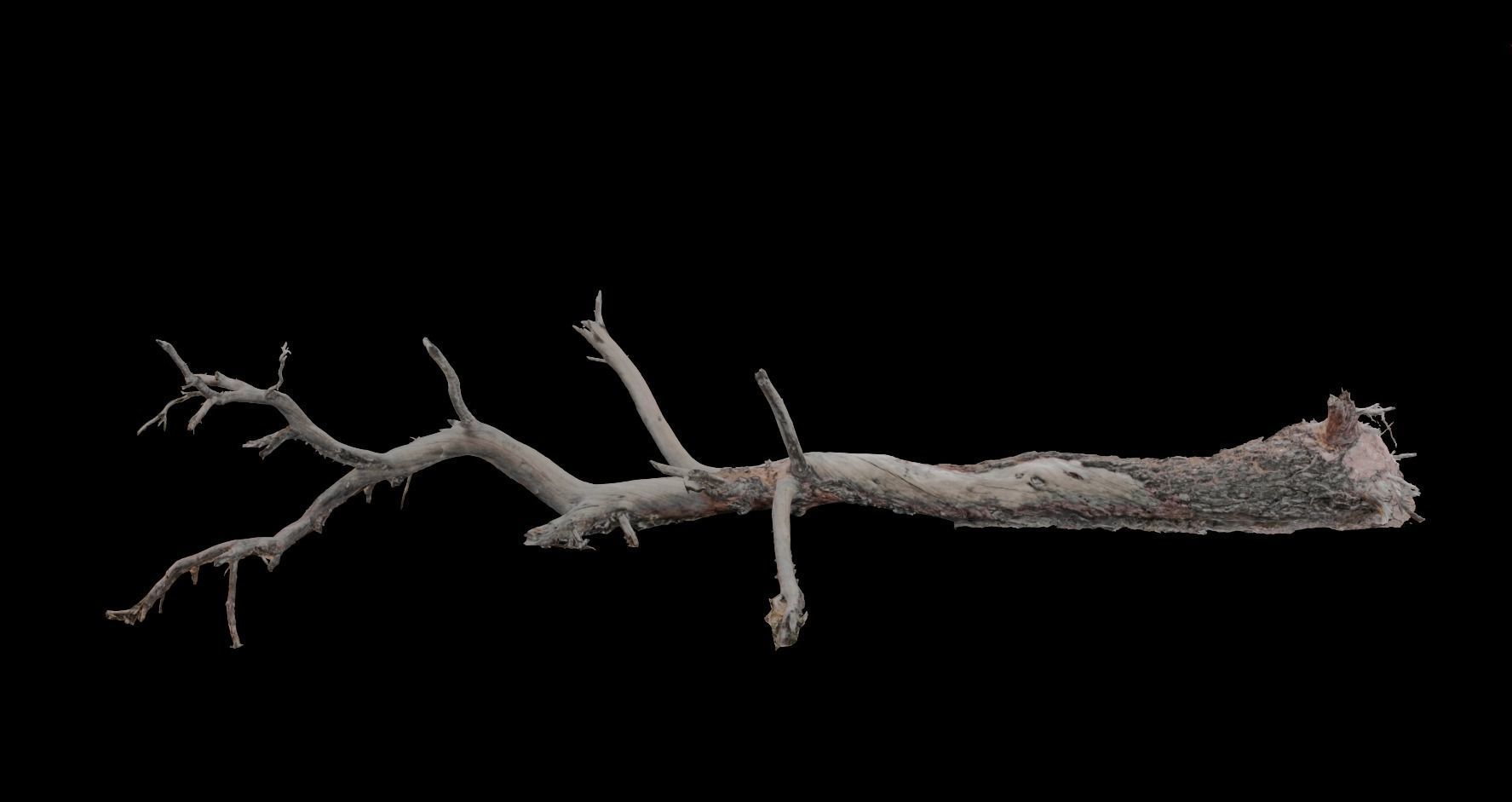 PBR 8K Pine Tree Fallen Dead Scan Big 3D model_4