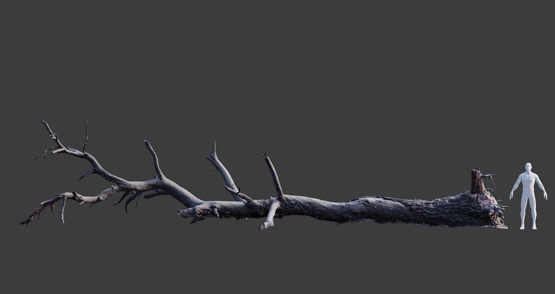 PBR 8K Pine Tree Fallen Dead Scan Big 3D model_1