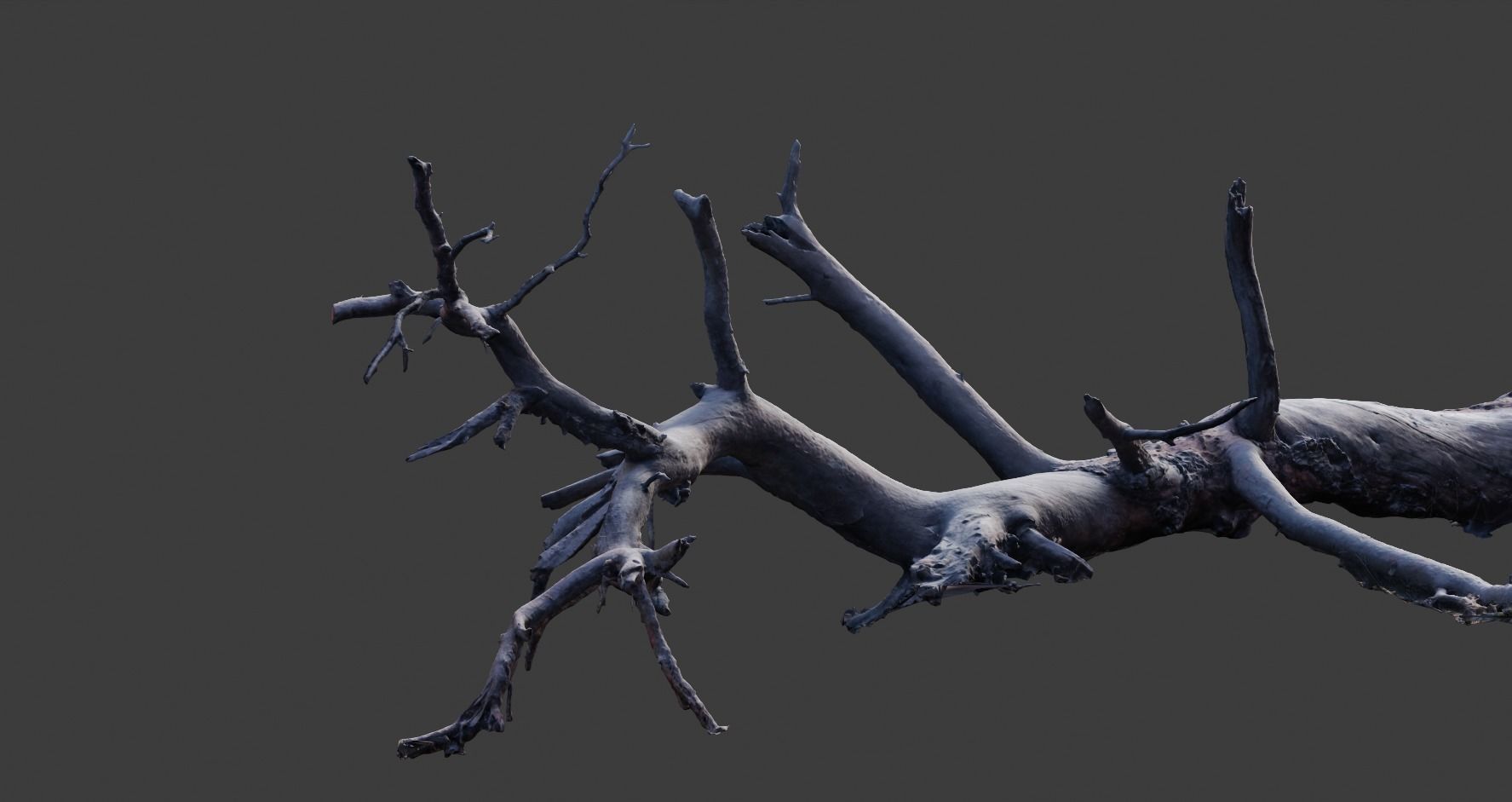 PBR 8K Pine Tree Fallen Dead Scan Big 3D model_5