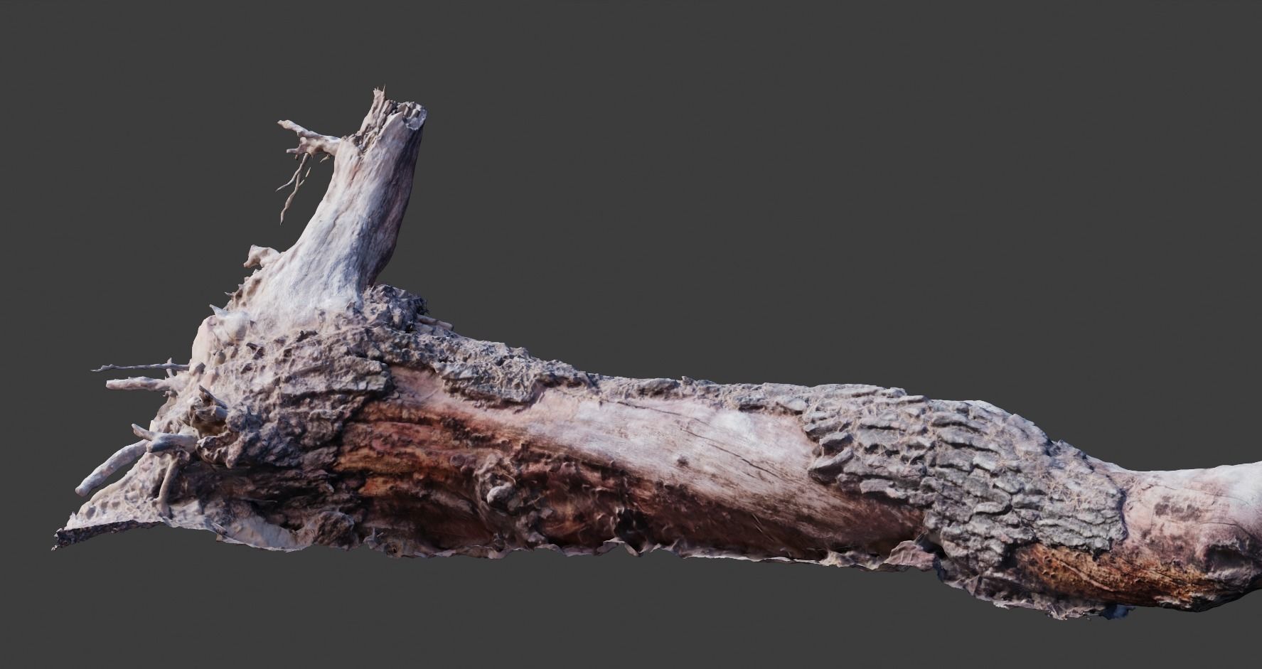 PBR 8K Pine Tree Fallen Dead Scan Big 3D model_7