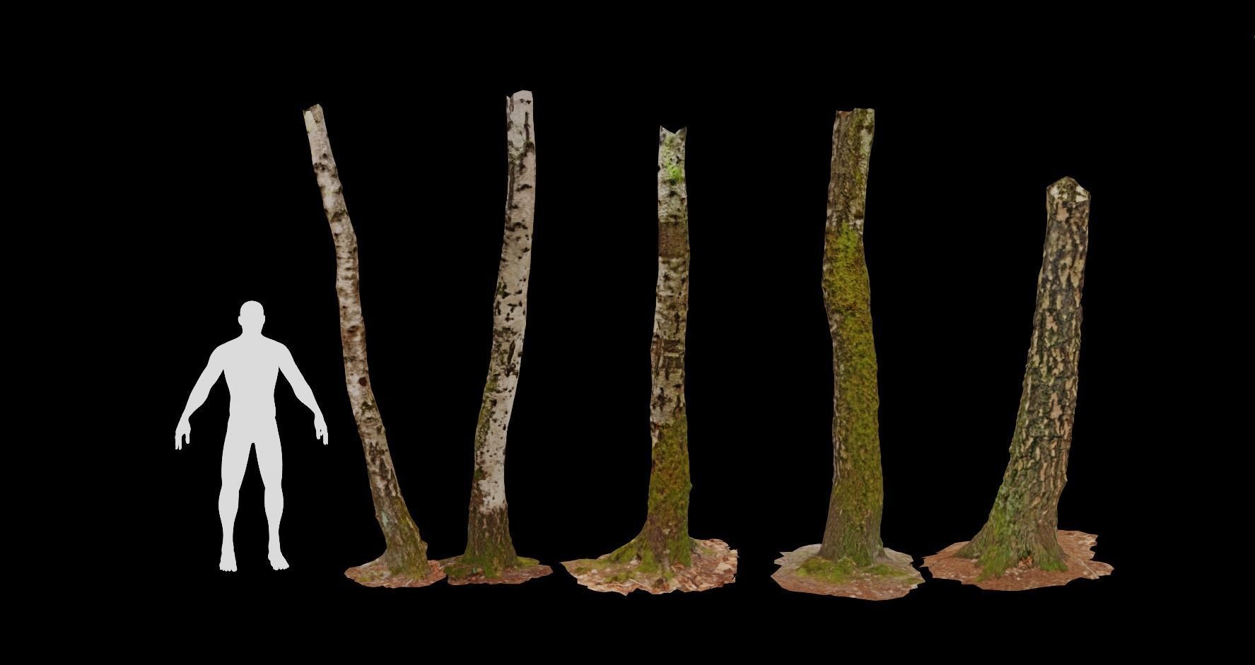PBR 5x Beech Tree Trunk Real Scan Realistic Collection Low-poly 3D model_2
