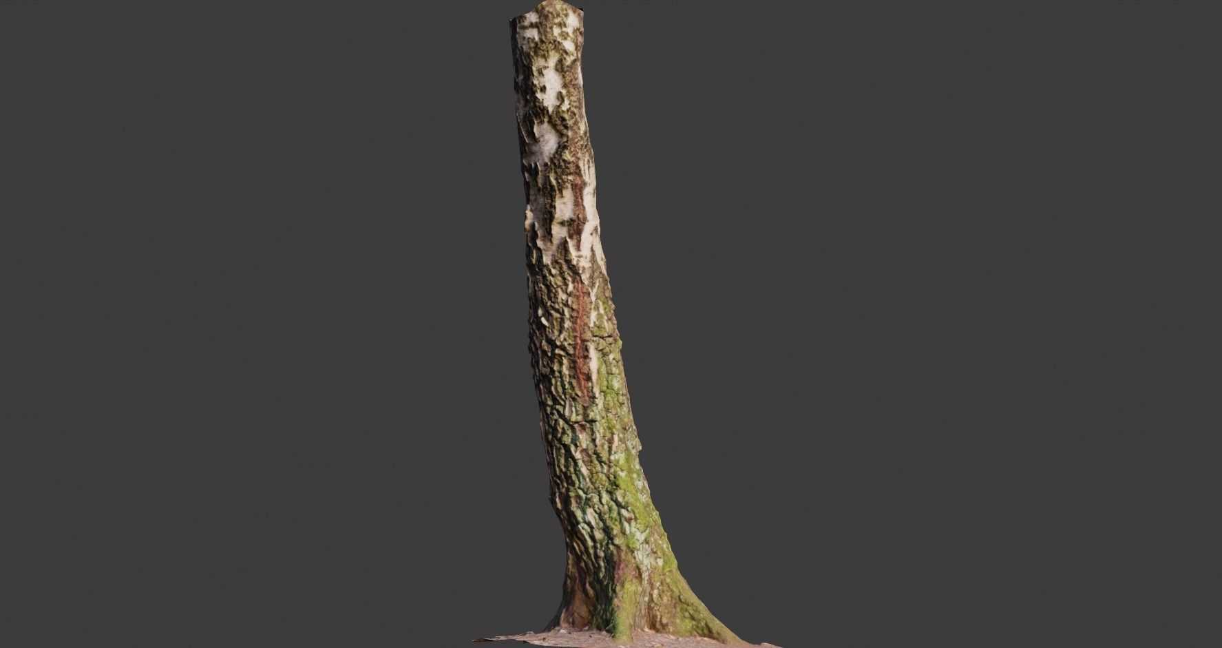 PBR 5x Beech Tree Trunk Real Scan Realistic Collection Low-poly 3D model_7