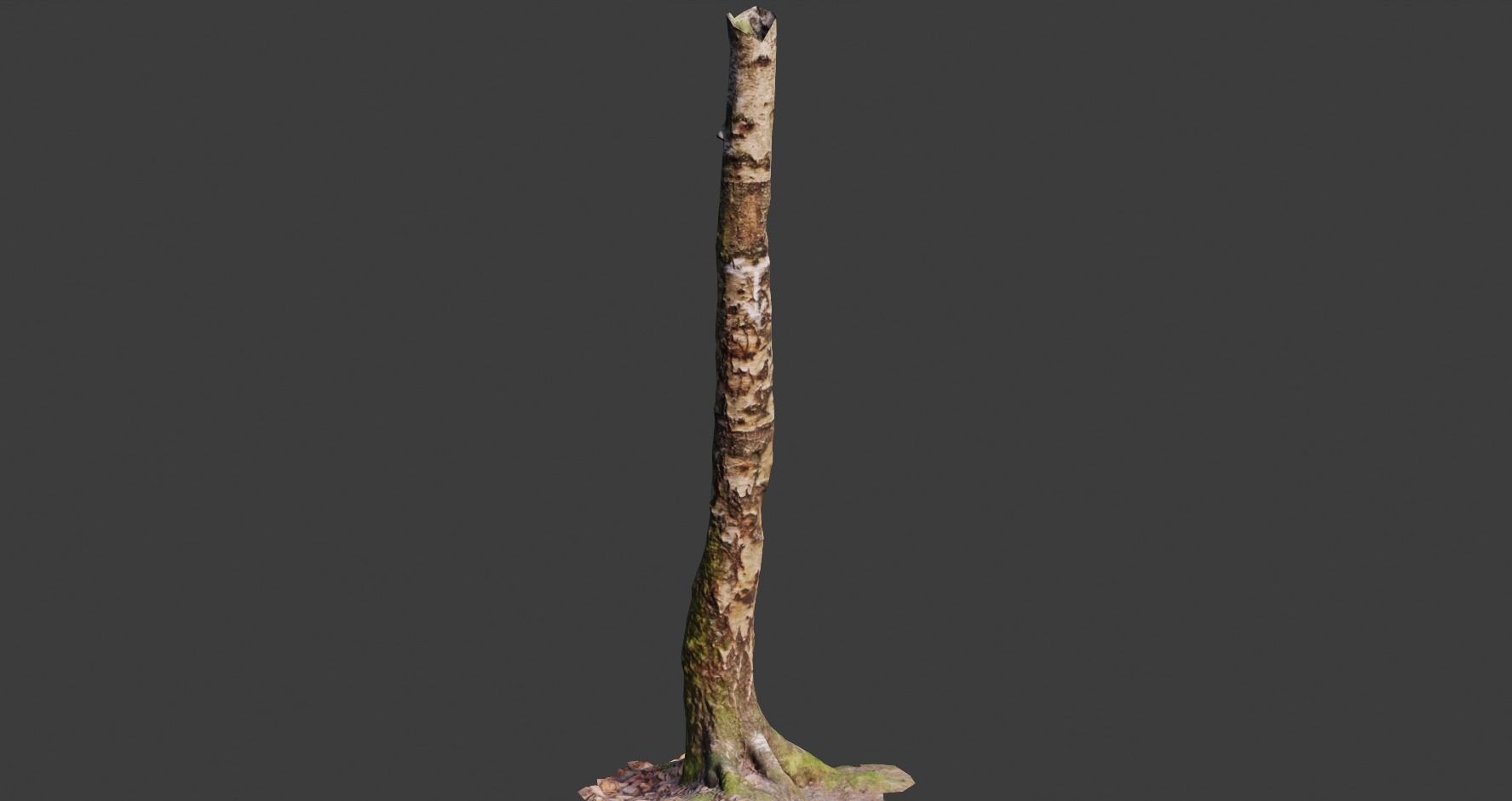 PBR 5x Beech Tree Trunk Real Scan Realistic Collection Low-poly 3D model_9