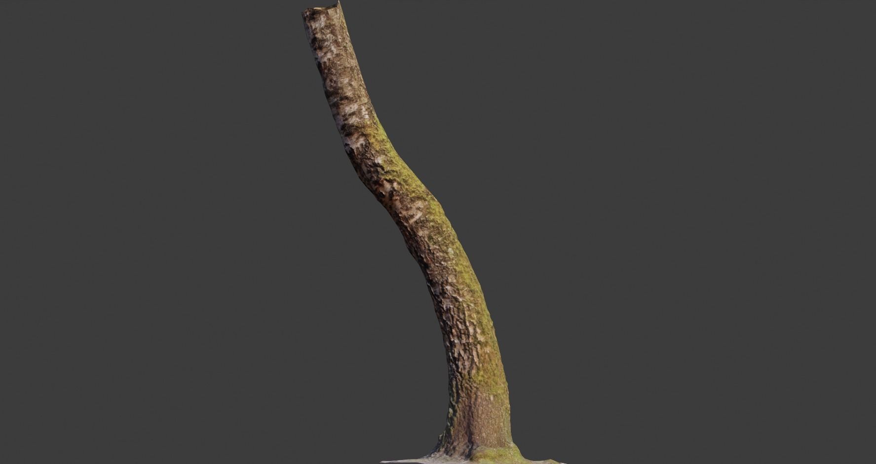 PBR 5x Beech Tree Trunk Real Scan Realistic Collection Low-poly 3D model_8