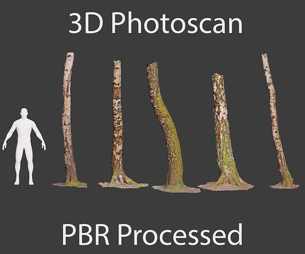 PBR 5x Beech Tree Trunk Real Scan Realistic Collection Low-poly 3D model