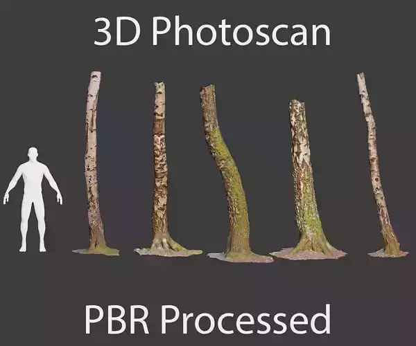 PBR 5x Beech Tree Trunk Real Scan Realistic Collection