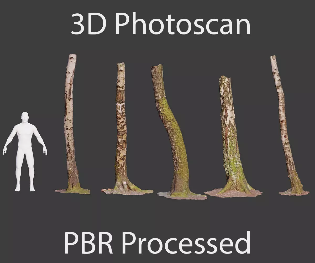 PBR 5x Beech Tree Trunk Real Scan Realistic Collection Low-poly 3D model_0