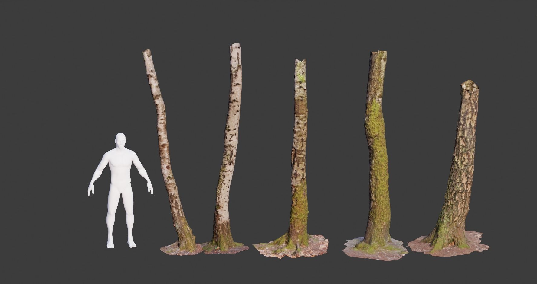 PBR 5x Beech Tree Trunk Real Scan Realistic Collection Low-poly 3D model_10