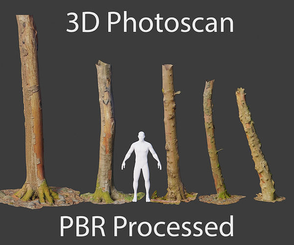 PBR Beech Tree Dead Trunk Collection Realistic Scan  Low-poly 3D model