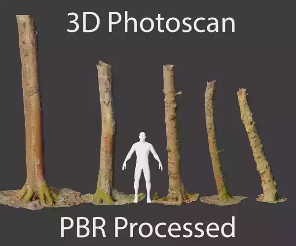 PBR Beech Tree Dead Trunk Collection Realistic Scan 