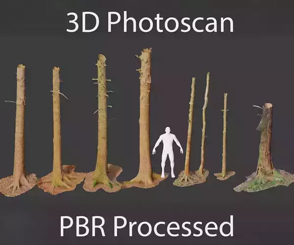 PBR 7x Spruce Conifer Tree Trunk Dead Photoscan Realistic 