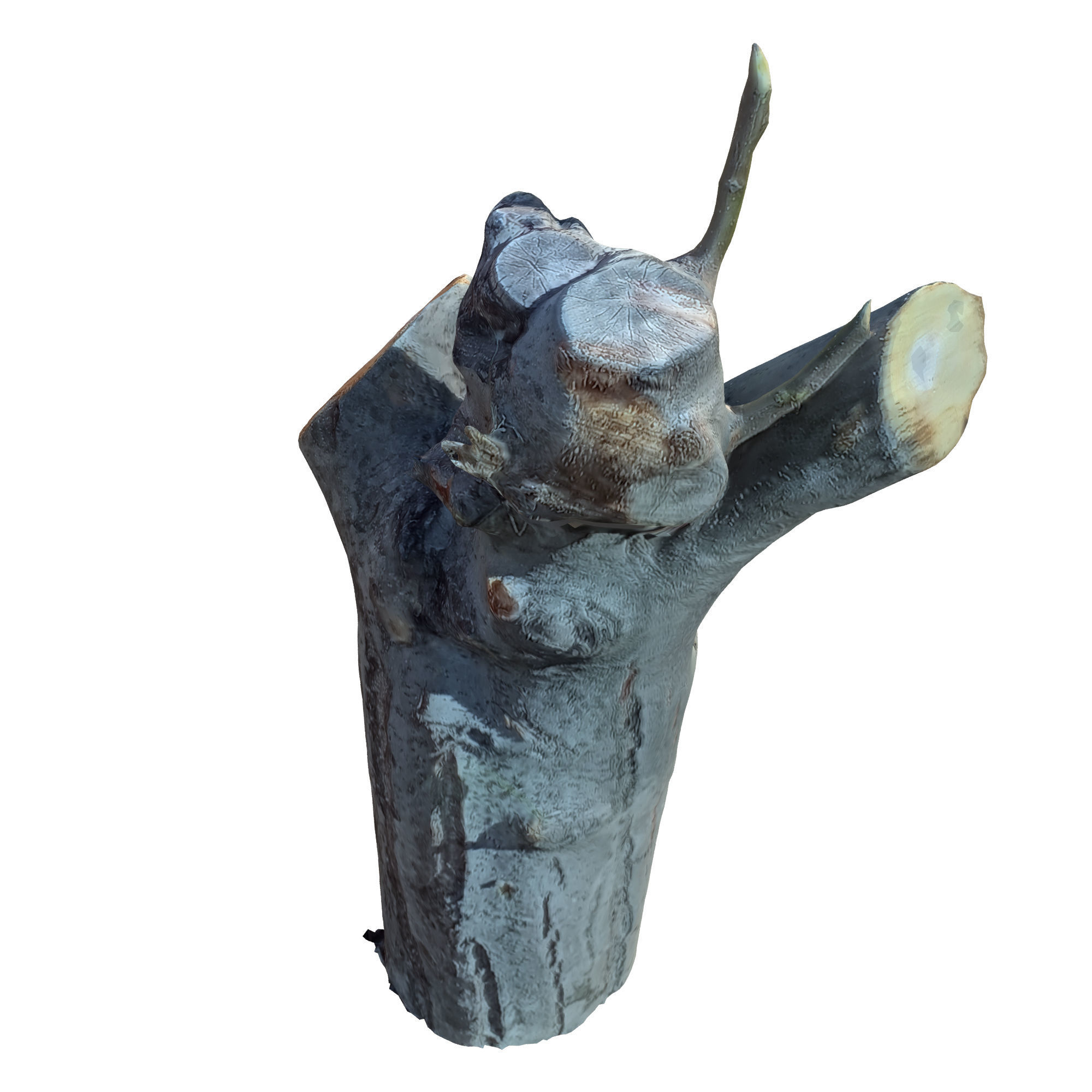 tree trunk 10 total tree trunk vol 2 3D model_30