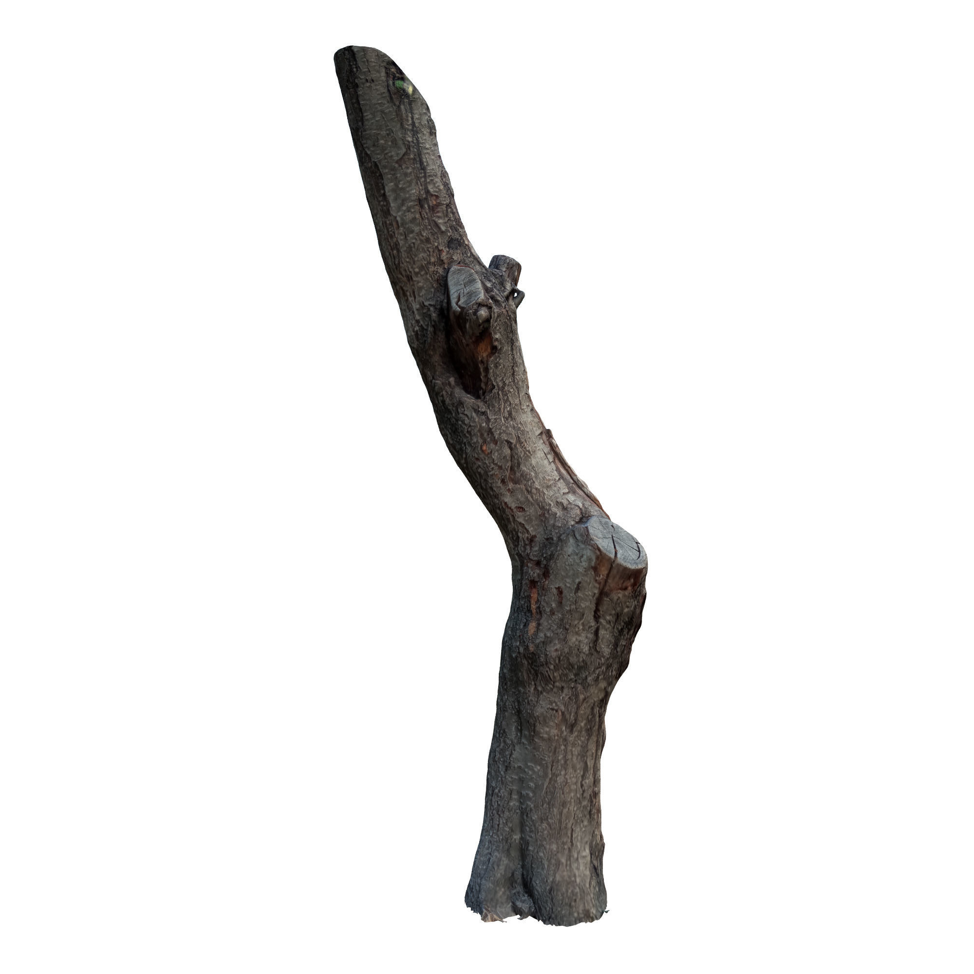 tree trunk 10 total tree trunk vol 2 3D model_10