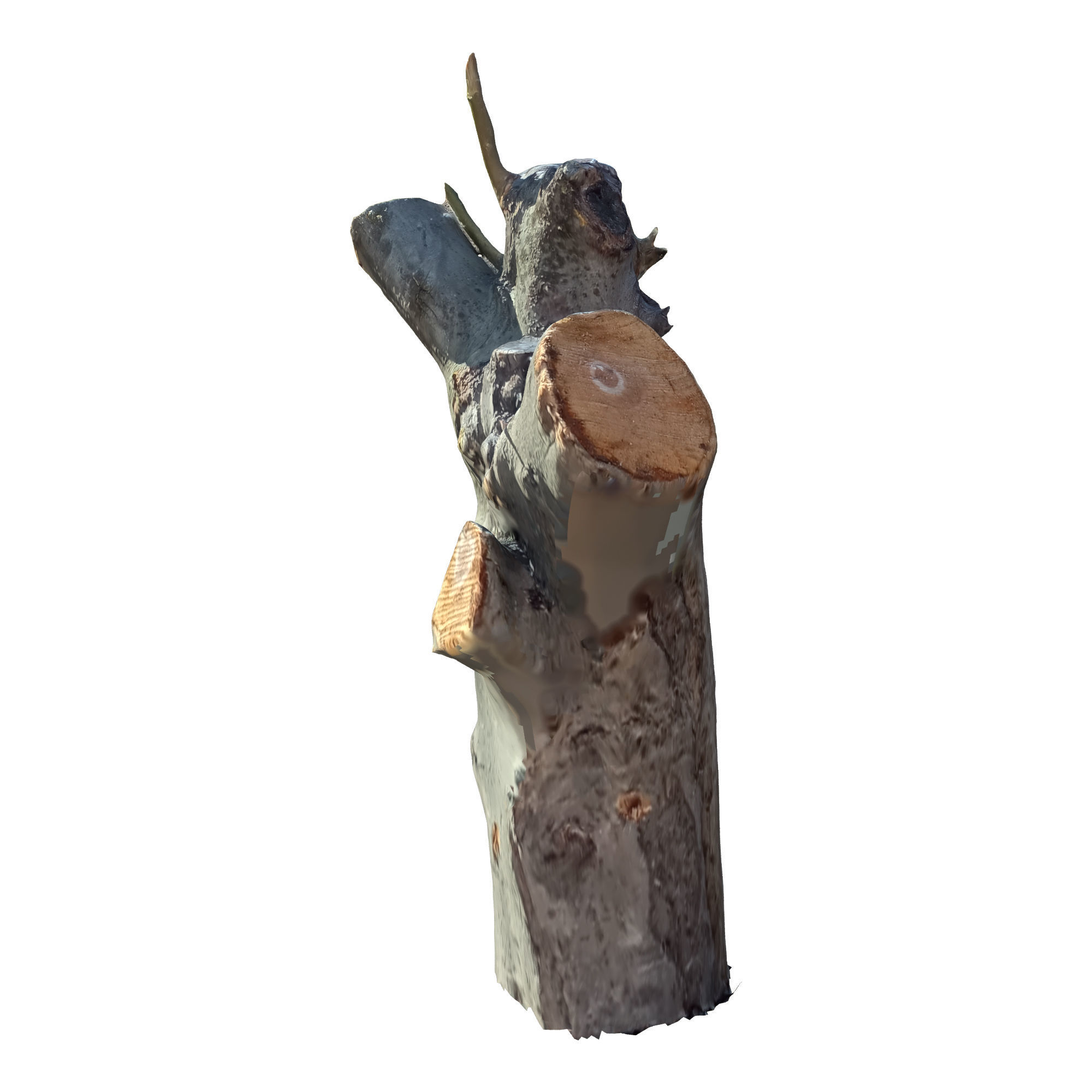 tree trunk 10 total tree trunk vol 2 3D model_8