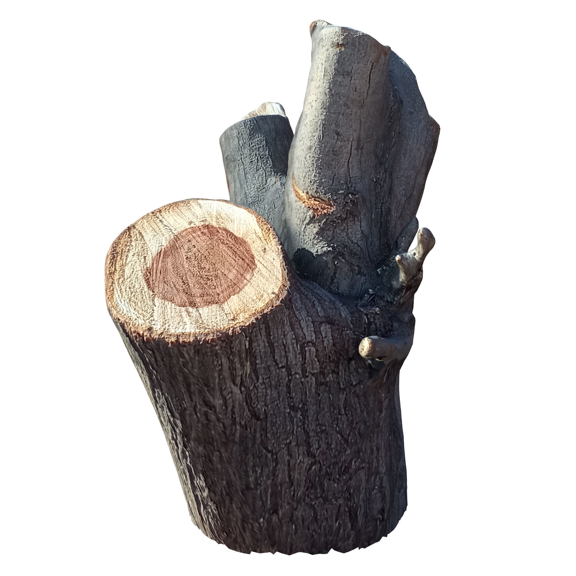 tree trunk 10 total tree trunk vol 2 3D model_53