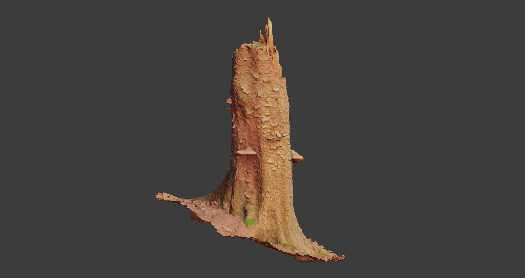 PBR Spruce Stump Broken Dead Photoscan Realistic  3D model_10
