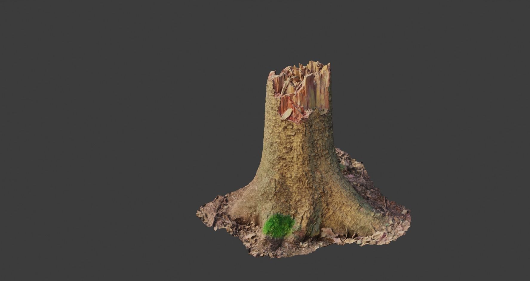 PBR Spruce Stump Broken Dead Photoscan Realistic  3D model_8