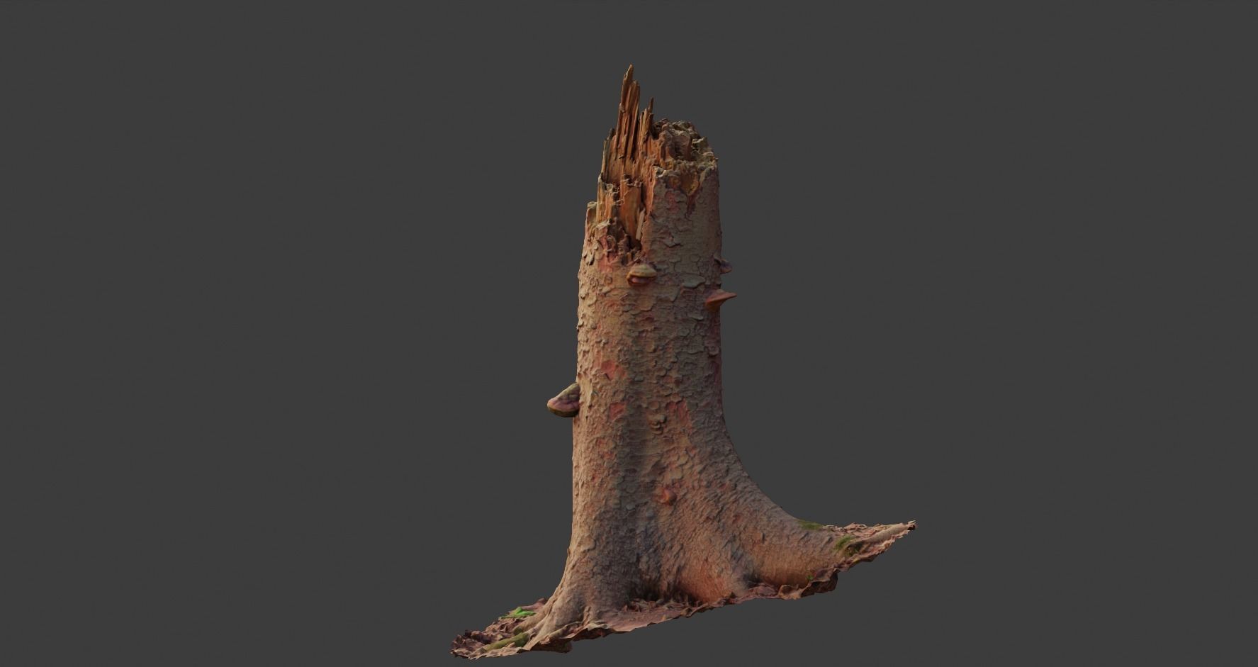PBR Spruce Stump Broken Dead Photoscan Realistic  3D model_11