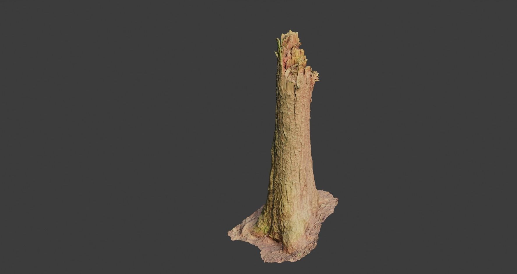 PBR Spruce Stump Broken Dead Photoscan Realistic  3D model_9