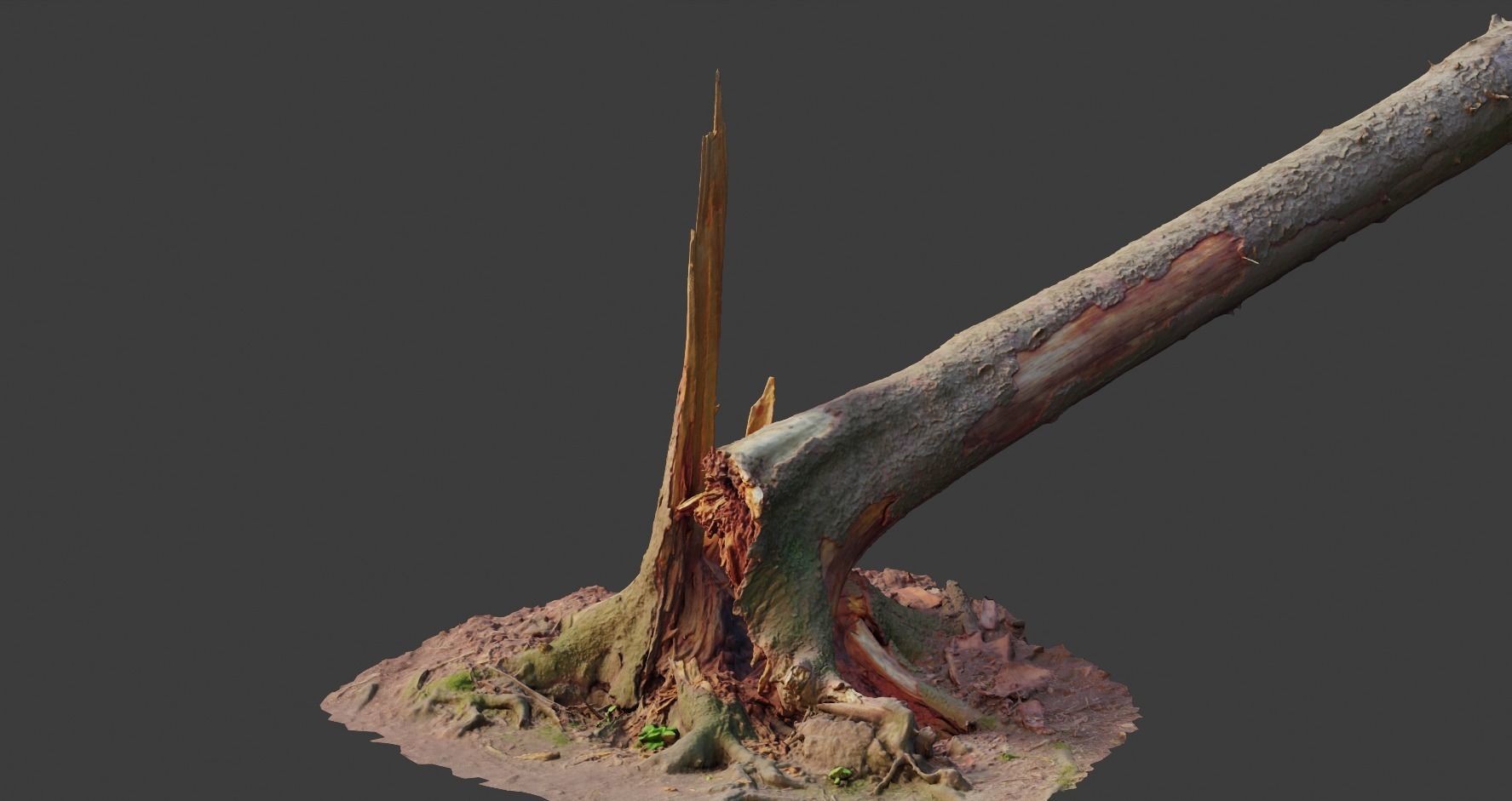 PBR Spruce Stump Broken Dead Photoscan Realistic  3D model_6