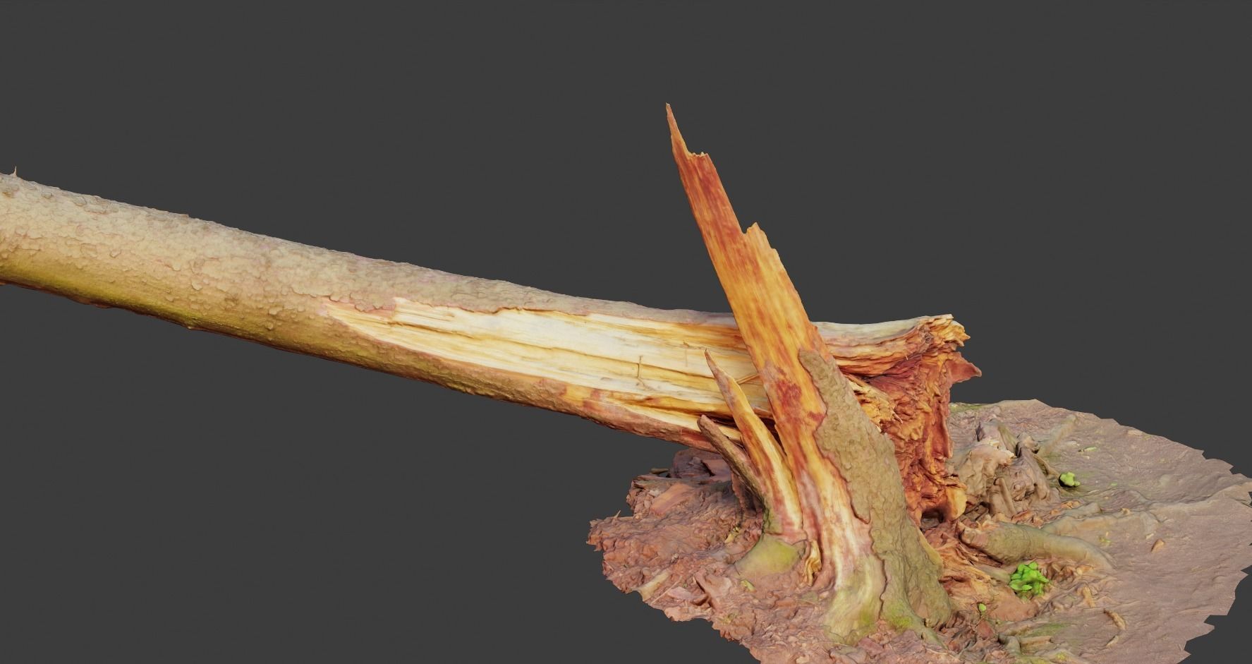 PBR Spruce Stump Broken Dead Photoscan Realistic  3D model_7