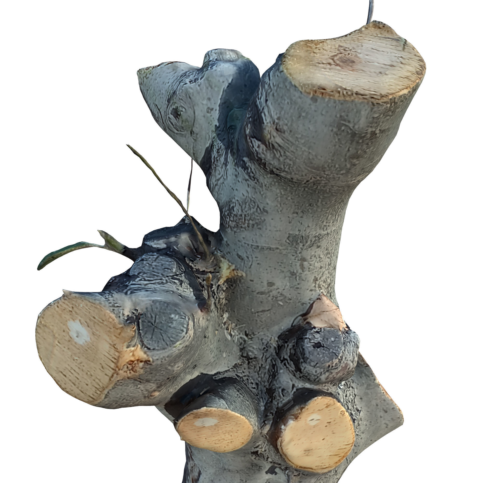 tree trunk 10 total tree trunk vol 3 3D model_29