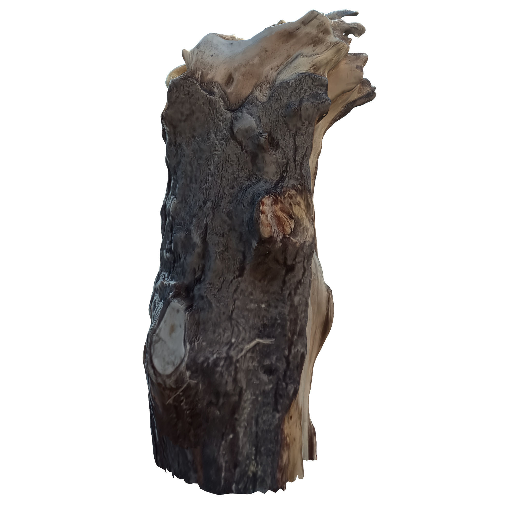 tree trunk 10 total tree trunk vol 3 3D model_6
