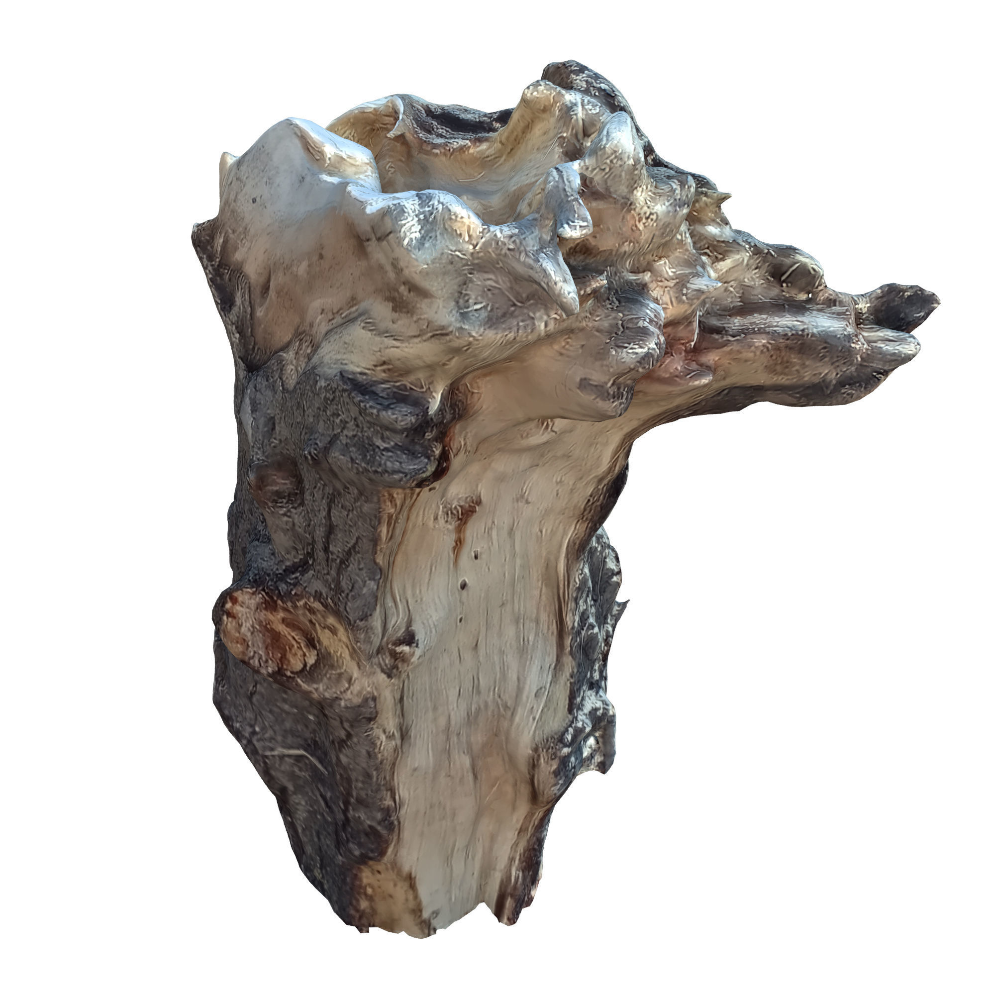 tree trunk 10 total tree trunk vol 3 3D model_7