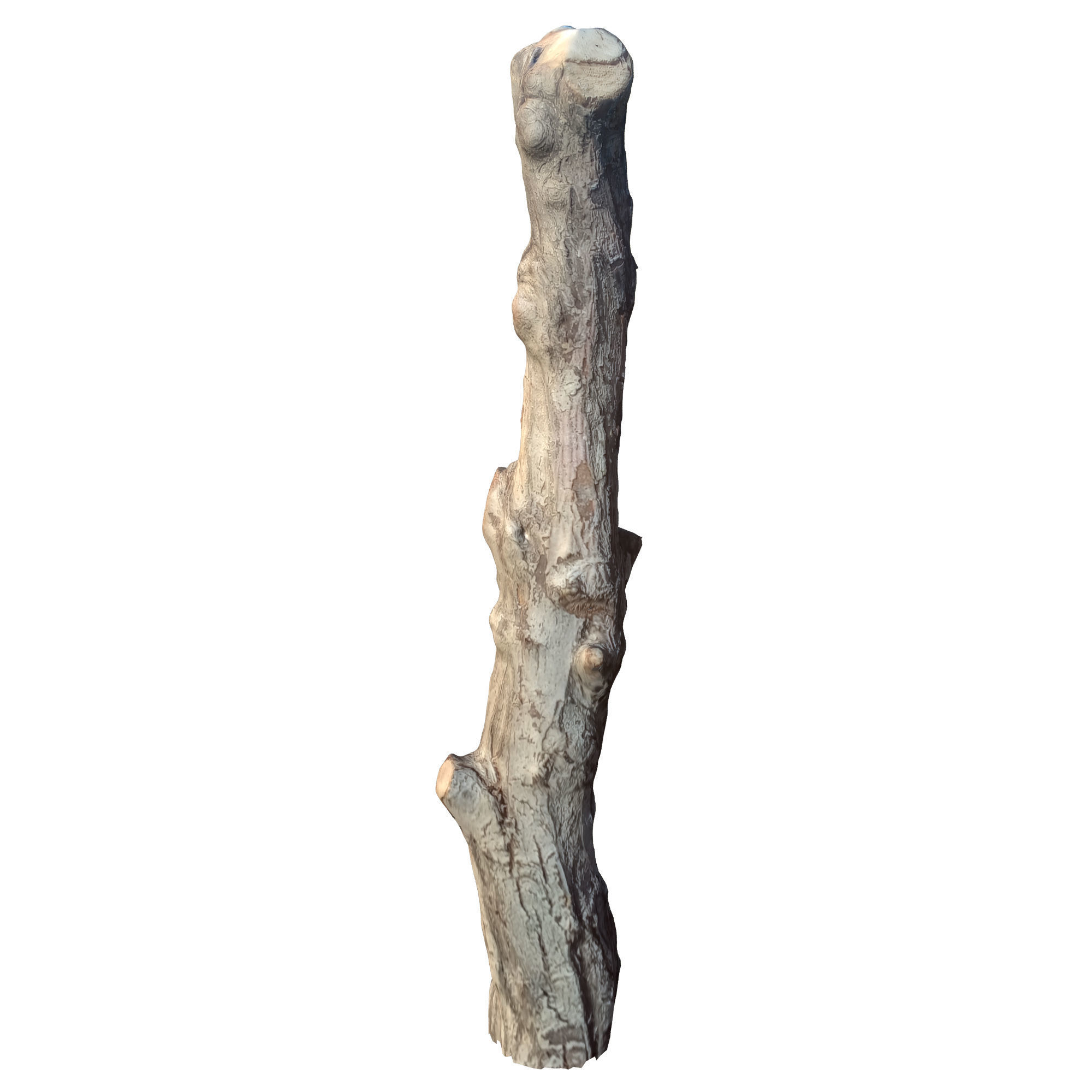 tree trunk 10 total tree trunk vol 3 3D model_17