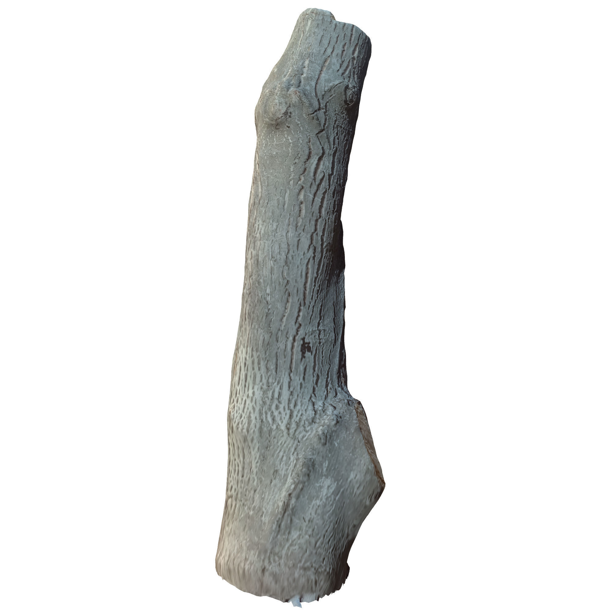 tree trunk 10 total tree trunk vol 3 3D model_10