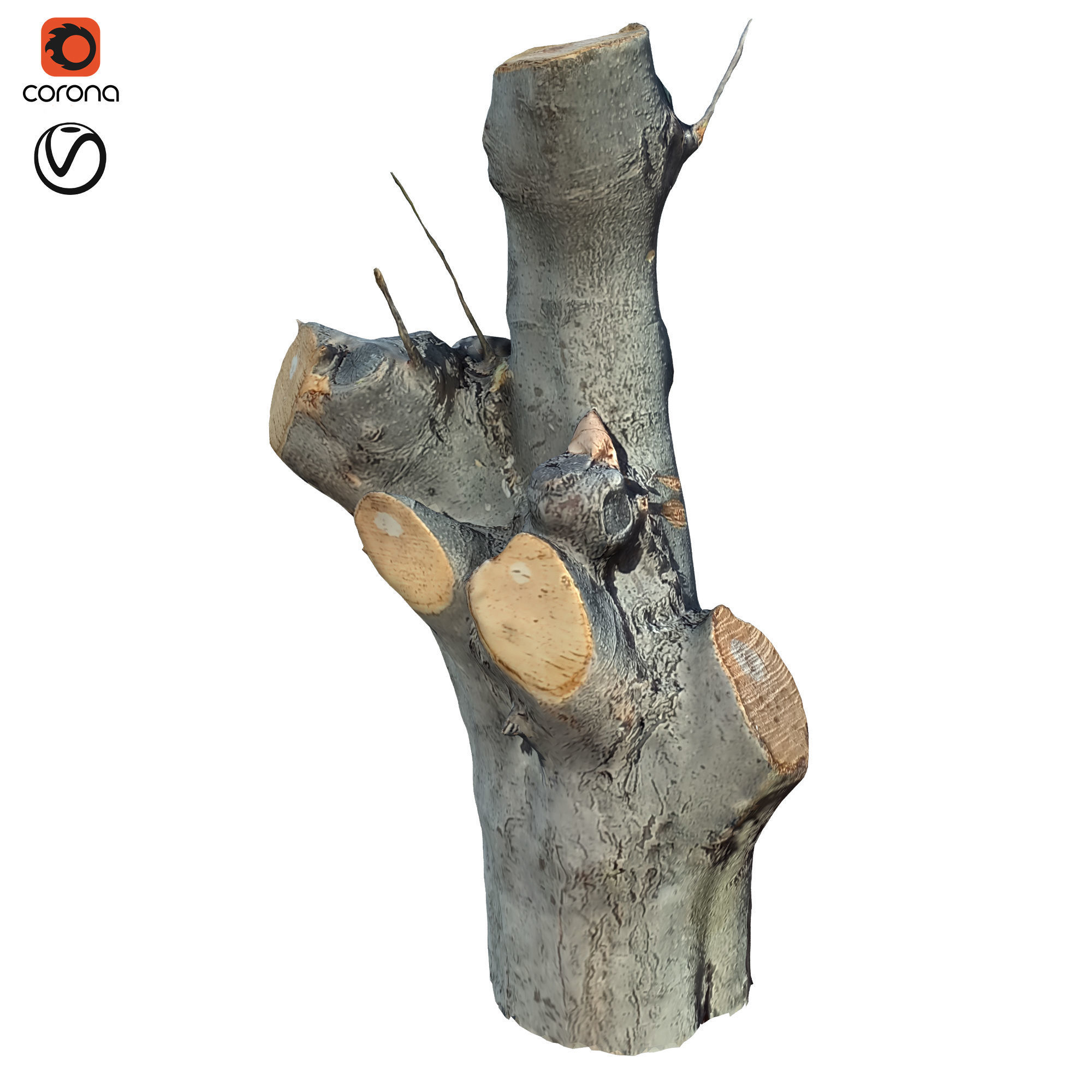 tree trunk 10 total tree trunk vol 3 3D model_26