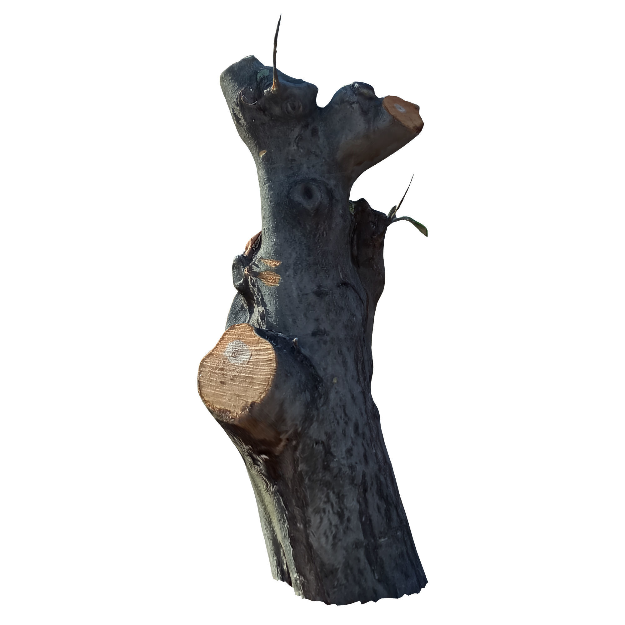 tree trunk 10 total tree trunk vol 3 3D model_28